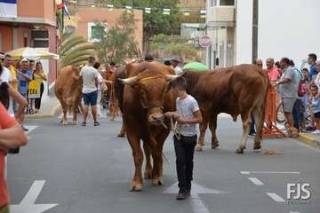 Misa, desfile del ganado y procesión religiosa en el Valle de los Nueve de Telde (Foto Francisco Javier Santana)